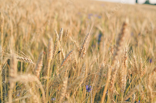 Closeup on wheat field and countryside scenery