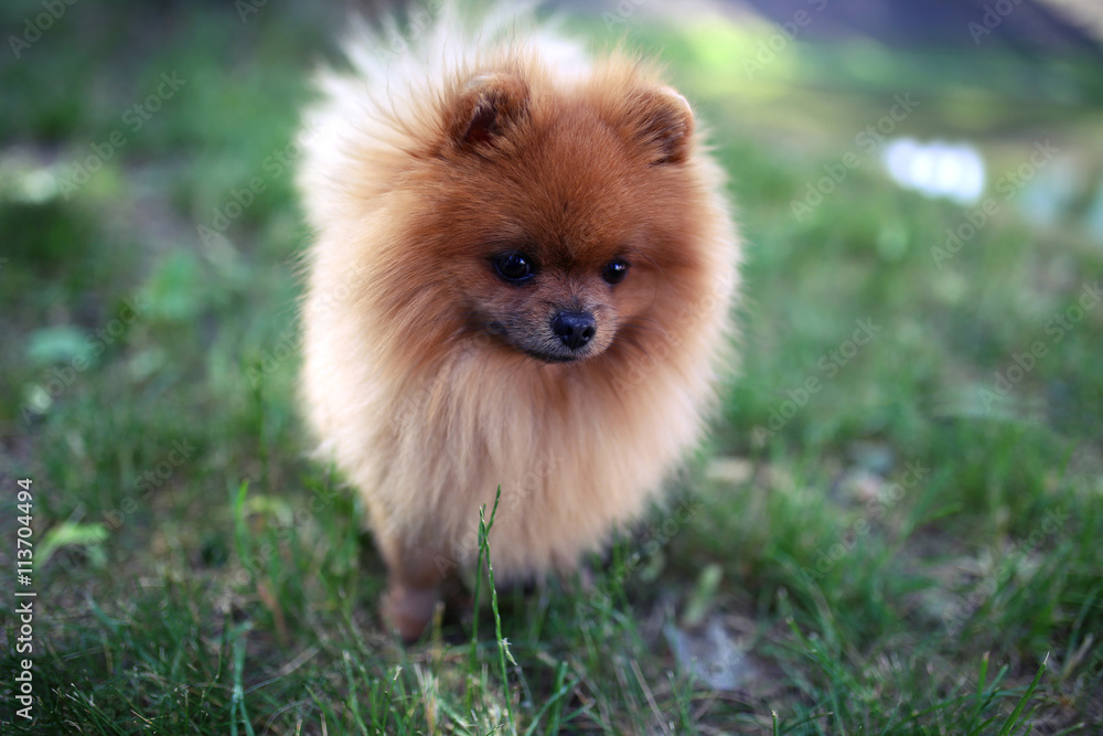 Pomeranian dog on a walk. Dog outdoor. Beautiful dog Pomeranian dog on a walk. Dog outdoor. Beautiful dog