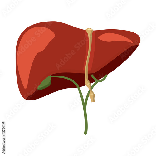 Human liver icon in cartoon style