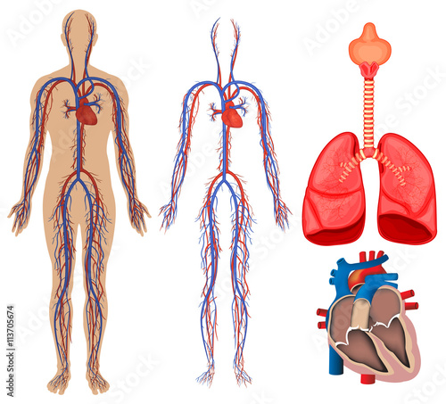 Circulatory system in human body