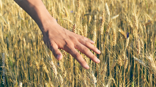 Hand touch wheat ears at sunset background