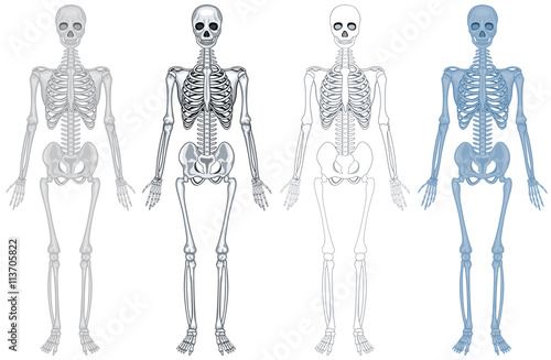 Different diagram of human skeleton