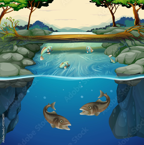 Fish swimming in the river