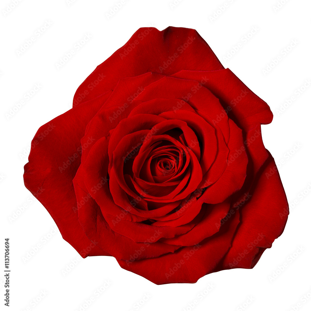 isolated red rose flower photographed from above on white background Stock  Photo | Adobe Stock