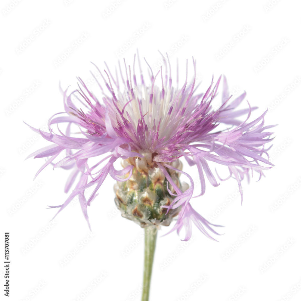 Pink cornflower isolated on white background Pink cornflower isolated on white background