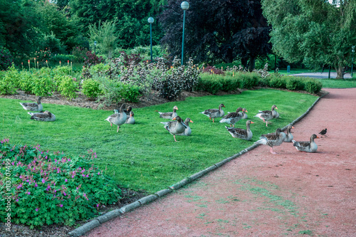 Les oies du Parc de la Tête d'Or à Lyon