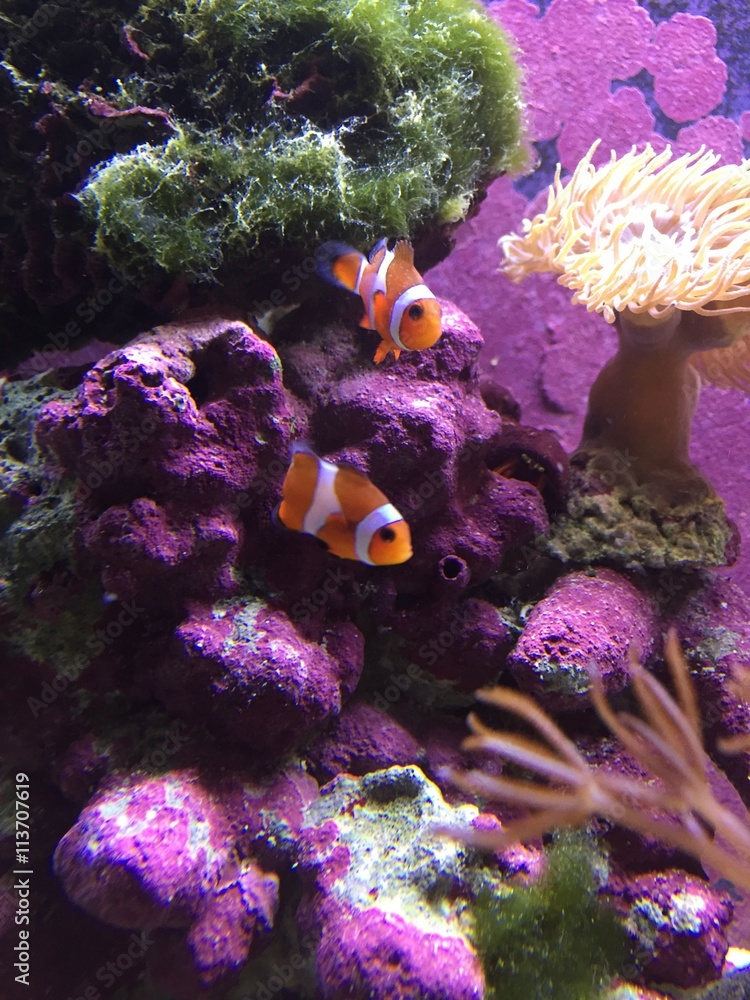Obraz premium clownfish 