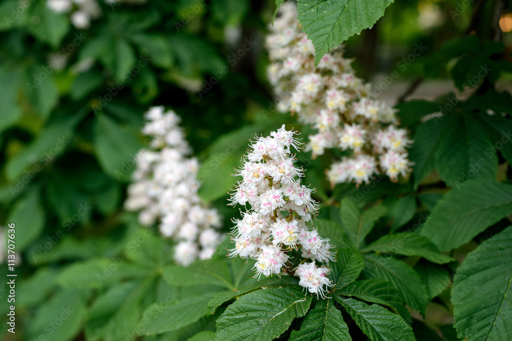 Branch of chestnut flowers Branch of chestnut flowers