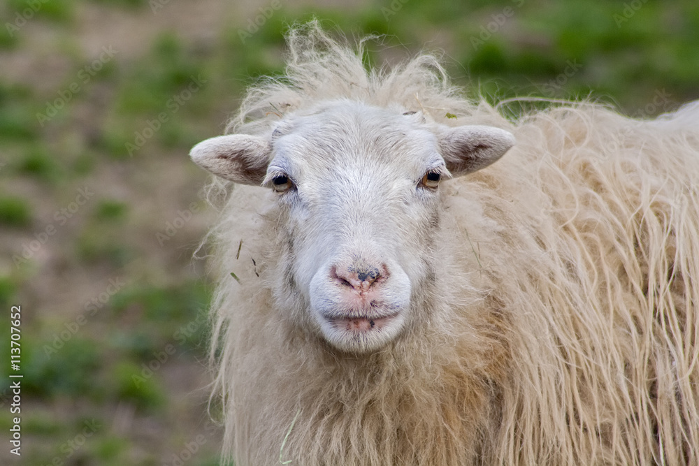 Portrait von einem Schaf