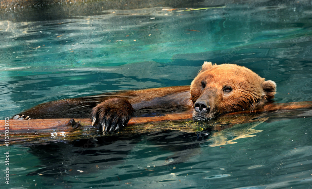 Fototapeta premium Bear Floats in Water