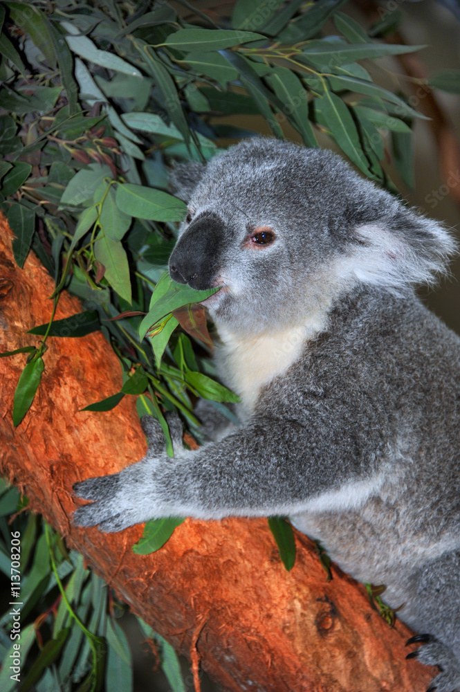 Obraz premium Chewing on Eucalyptus