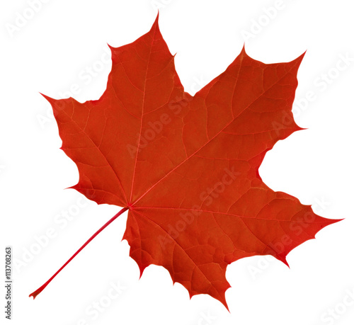 Maple Leaf isolated - Red