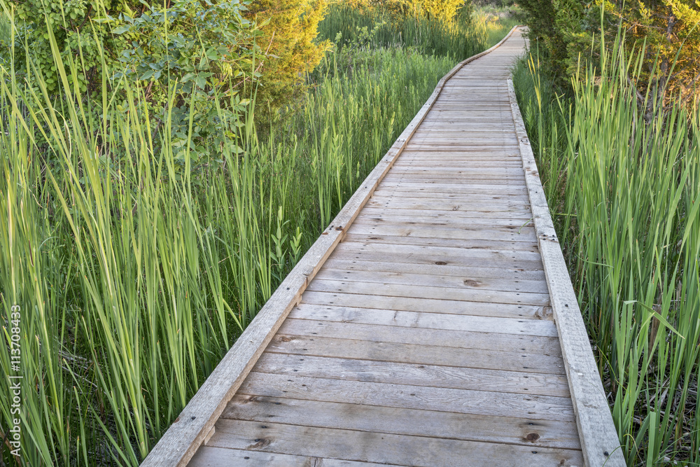 Obraz premium wooden boardwalk across swamp