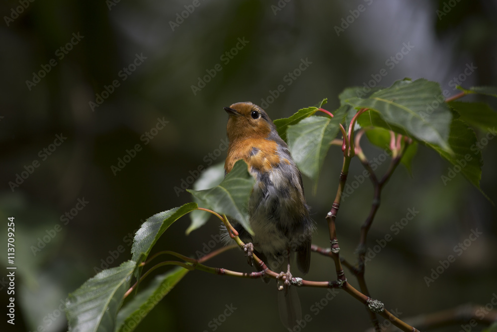 Robin Red Breast (Erithacus rubecula) Robin Red Breast (Erithacus rubecula)