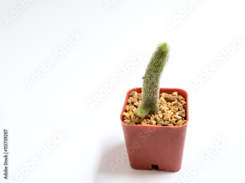 cactus in pot isolate on white background