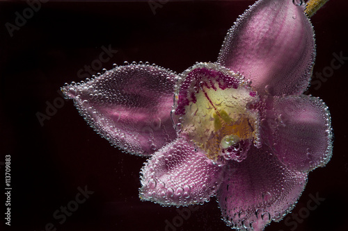 cymbidium, exotic, tropical, orchid, flower, orchidaceous, grace, passion, floral, natural photo