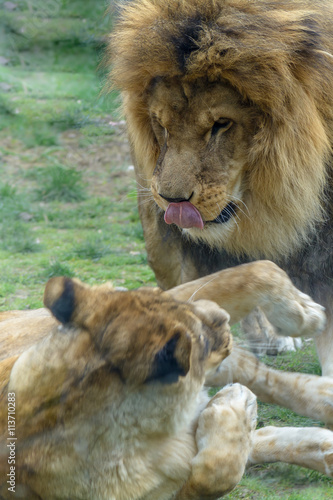 Lion and lioness playing. Closeup with lion and lioness playing