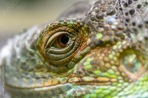 Close-up of the eye of a green iguana. Closeup eye of green igua photo