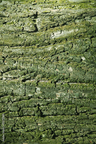 background of texture of cortex old tree