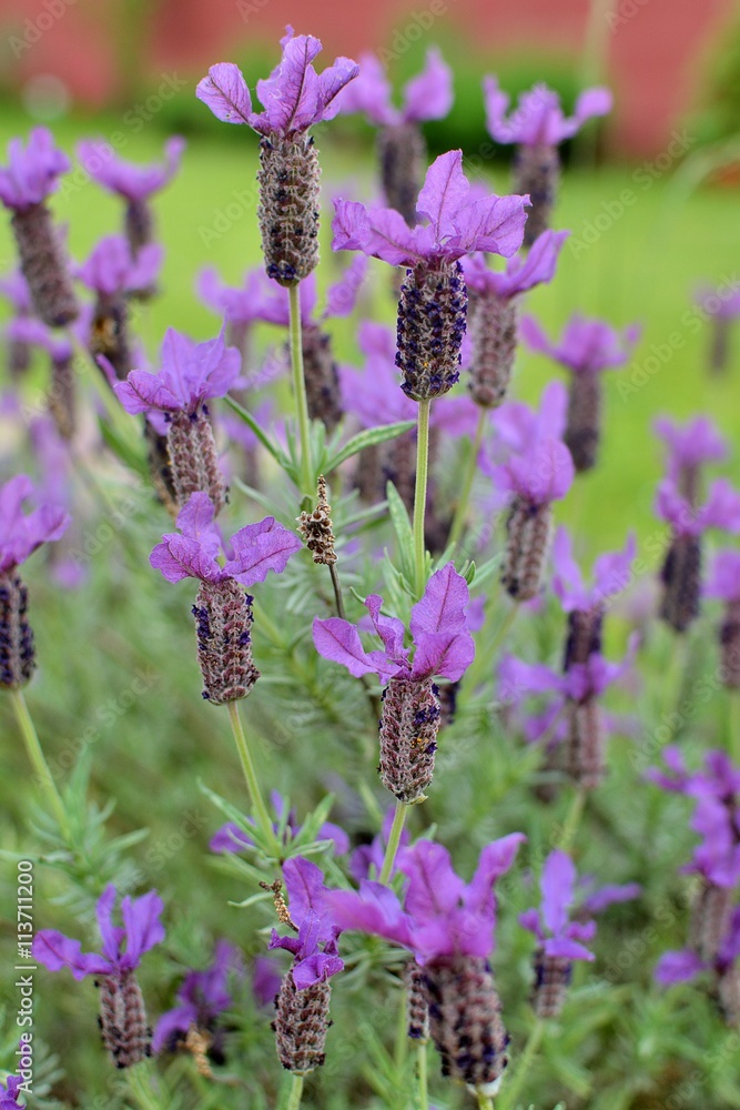 Jolies fleurs de lavande papillon dans un jardin en Bretagne Jolies fleurs de lavande papillon dans un jardin en Bretagne