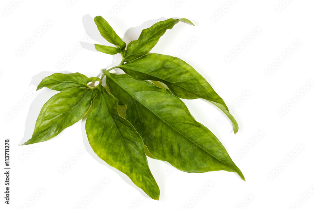 Large Decorative Leaves Displaying Many Hues of Green Large Decorative Leaves Displaying Many Hues of Green