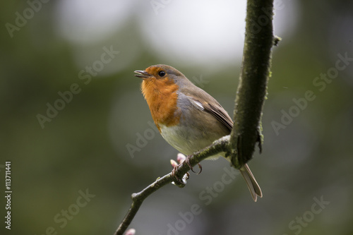 Robin Red Breast (Erithacus rubecula)