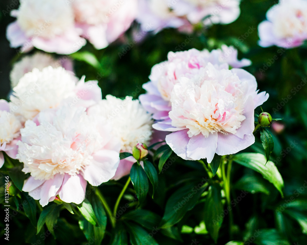 Fototapeta premium Colorful of pions artificial flowers background. Flower wallpapers.