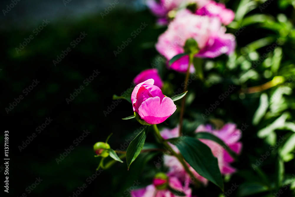 Colorful of pions artificial flowers background. Flower wallpapers.