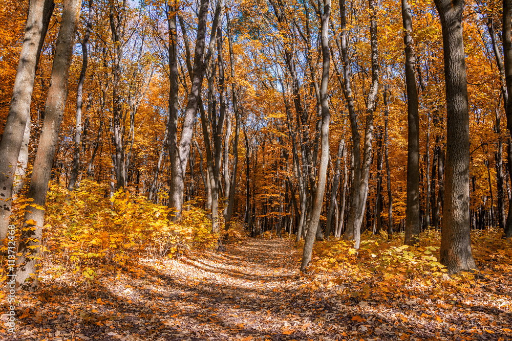 Obraz premium Fall park landscape