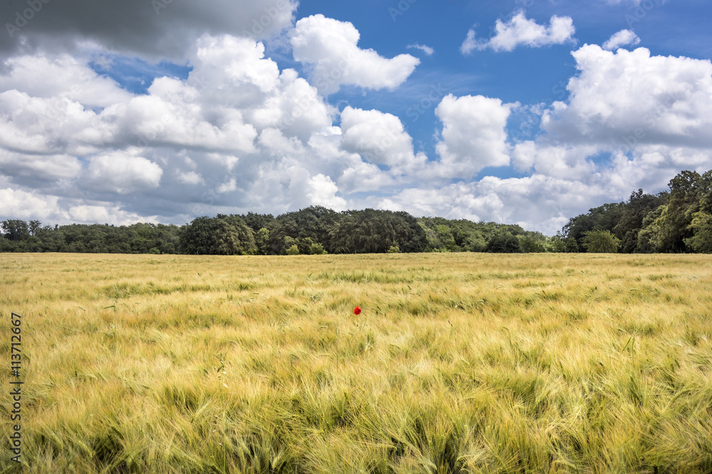 Bucha, Thuringia, Germany: Yellow corn field waving in the wind with lonely red poppy in the center