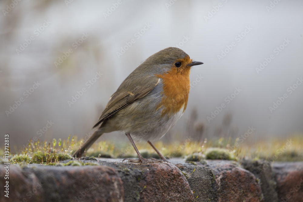 Robin Red Breast (Erithacus rubecula) Robin Red Breast (Erithacus rubecula)