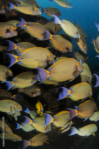 A big school of penciled surgeon fish