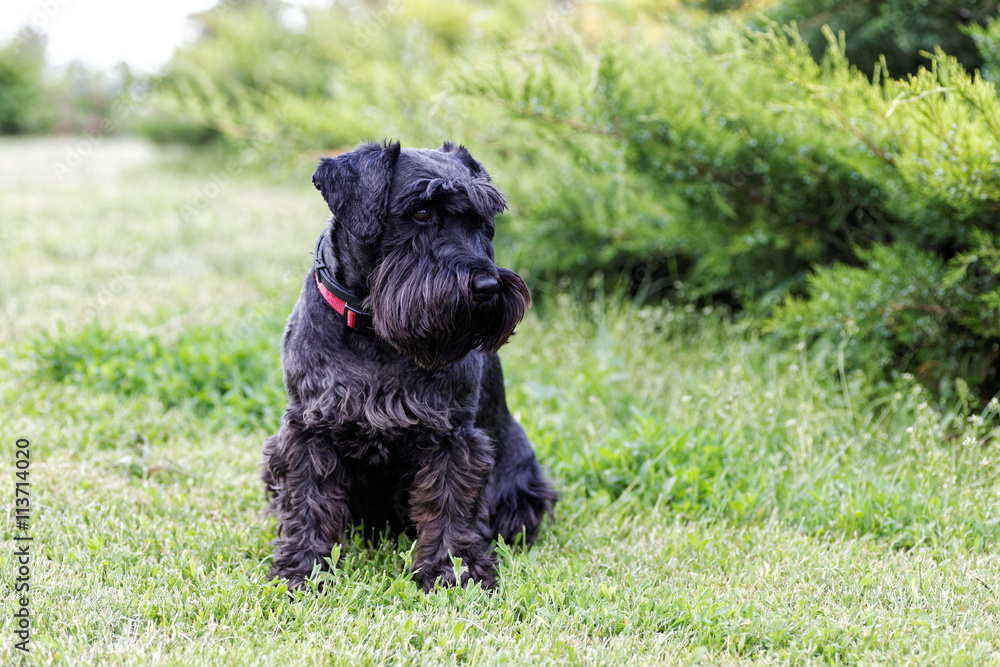 Black dog Zwergschnauzer sitting on the green grass Black dog Zwergschnauzer sitting on the green grass