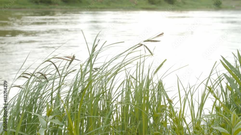 Green grass on wind over water background. Day Green grass on wind over water background. Day