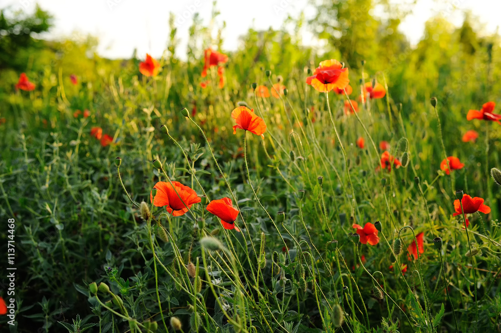 poppy field. summer poppy field. summer