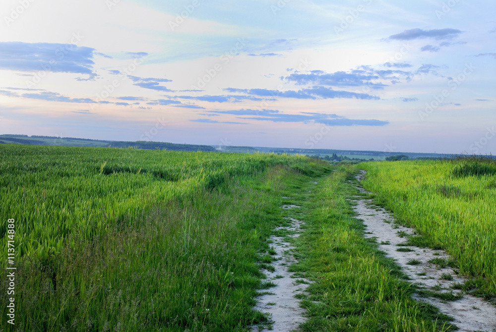Fototapeta premium Rural road across field