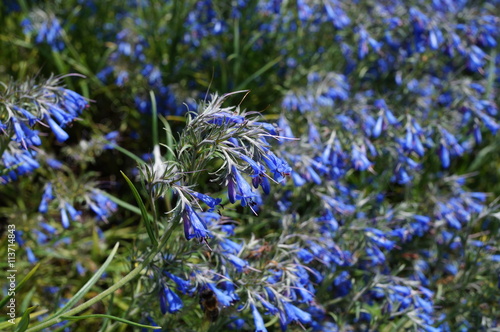 Blue flowers of Moltkia Suffruticosa