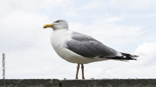 gull