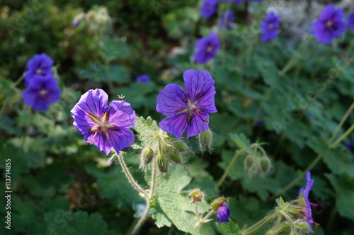 Purple flowers of Geranium Platypetalum cranebill photo