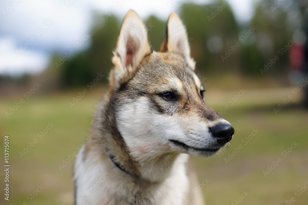 The portrait of a young West Siberian Laika dog at nature