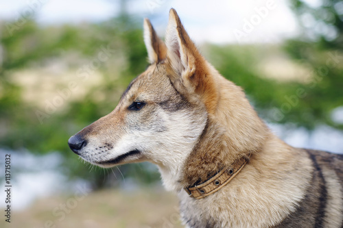 The portrait of a young West Siberian Laika dog at nature