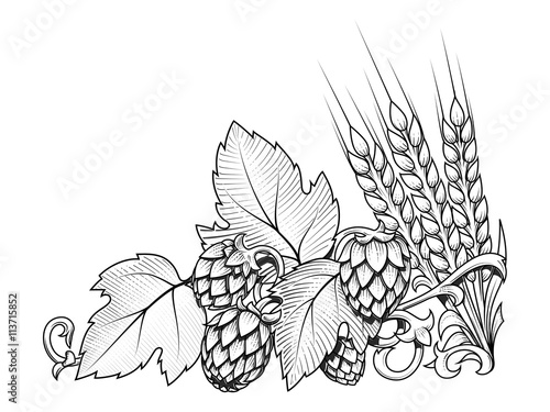 Hops and barley ornament vector illustration