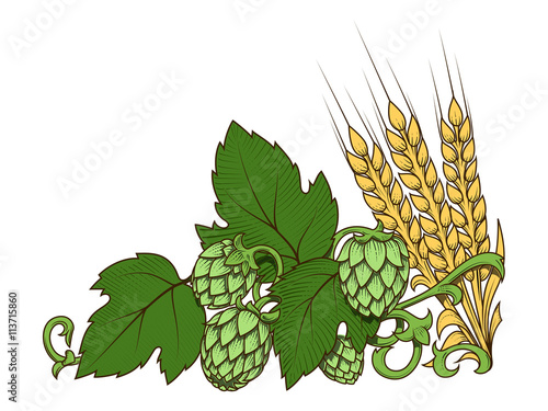 Hops and barley ornament vector illustration
