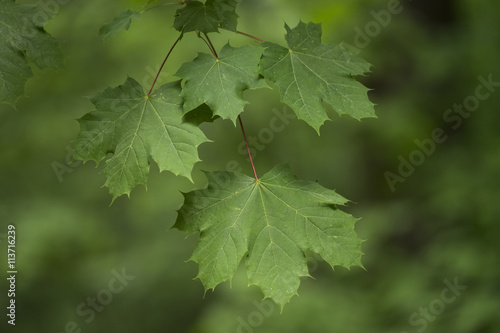 Grüner Zweig mit Ahornblättern vor einem grünen Hintergrund