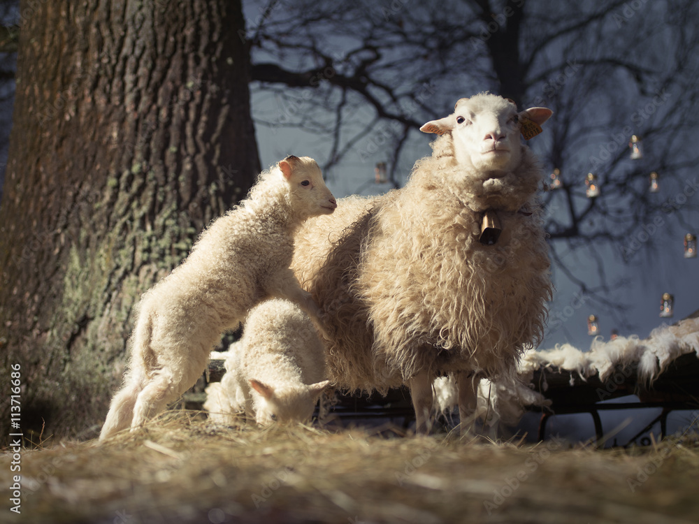 Fototapeta premium Mother with her babies