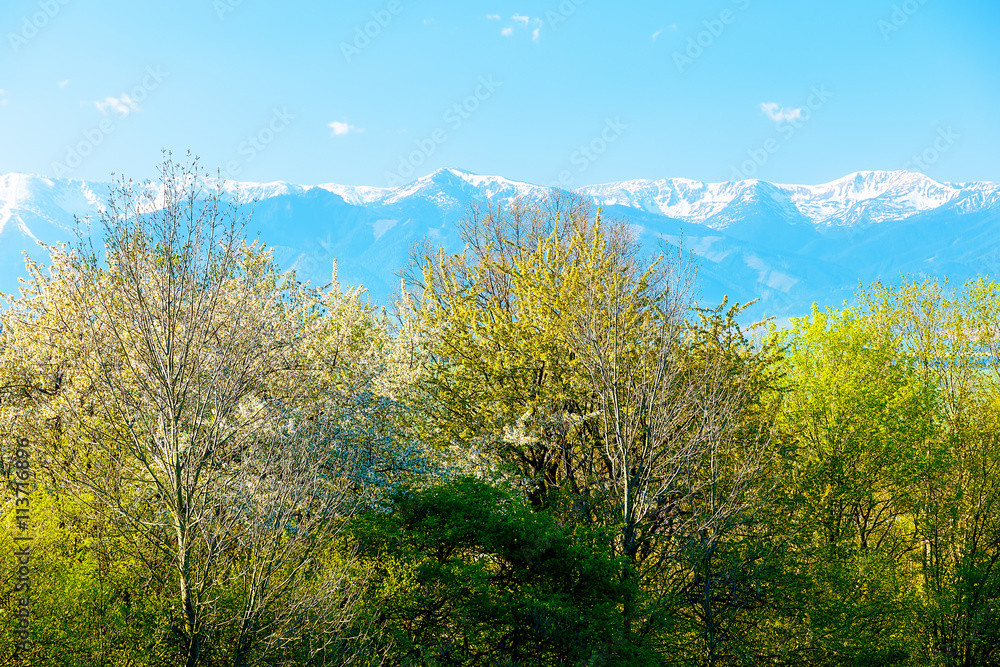 Naklejka premium Blooming spring tree and snow mountains in the background.