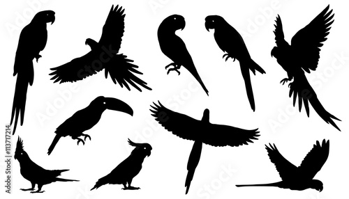 parrot silhouettes