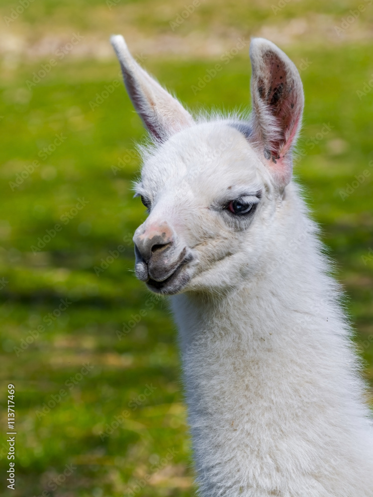 White llama cria White llama cria