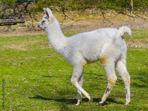 White llama cria