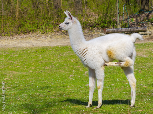 White llama cria